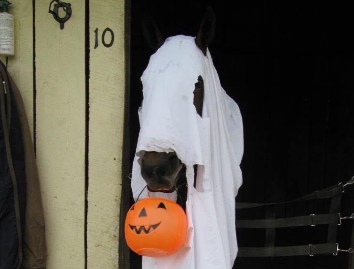 horseimage's tweet photo. horse wearing ghost costume holding candy bucket ready to go trick or treating happy halloween https://t.co/WjXGzKMp2l