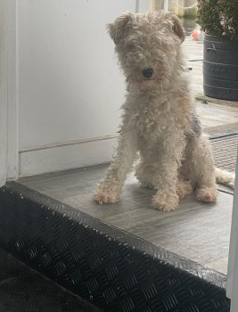 MissingPetsGB's tweet photo. 🐕🧨MILLIE Fox Terrier Lost 28 October 24 after she was spooked by #fireworks &amp; ran from outside the Renfrew Ferry entrance on ferry road up ferry road and turned left onto Kingsinch road #Scotland #PA4
Millie is chipped &amp; her family desperately need sightings 🙏 https://t.co/ZHdz7RLrHr