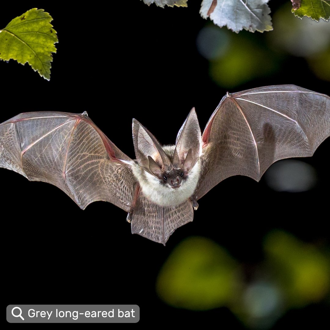 Somerset Wildlife Trust (@somersetwt) on Twitter photo Did you know that UK bat numbers have declined dramatically over the last century? 🦇
Help monitor the UK's bats by joining the community of volunteers monitoring these fascinating mammals taking part in the Big Bat Count: somersetbat.group/bats/count, or the <a href="/BCT_NBMP/">National Bat Monitoring Programme (NBMP)</a>.
#BatWeek Did you know that UK bat numbers have declined dramatically over the last century? 🦇
Help monitor the UK's bats by joining the community of volunteers monitoring these fascinating mammals taking part in the Big Bat Count: somersetbat.group/bats/count, or the <a href="/BCT_NBMP/">National Bat Monitoring Programme (NBMP)</a>.
#BatWeek
