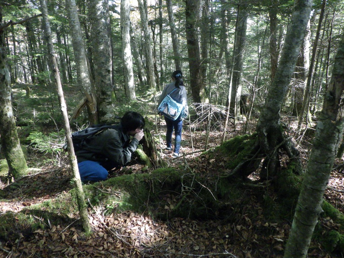A 7-year old plant of Hylocomium. A long stairway in which one step is built each year.