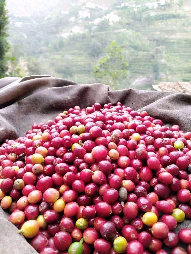 البن اليمني يُعتبر من أجود أنواع البن في العالم، ويتميز بجودته العالية ونكهته الفريدة التي تأتي من الطبيعة الخصبة للمناطق الجبلية في اليمن. يزرع البن في مدرجات زراعية تقليدية بأيدي فلاحين مهرة، ويشتهر بمذاق خاص يجمع بين الحلاوة والحمضية بتوازن مثالي.