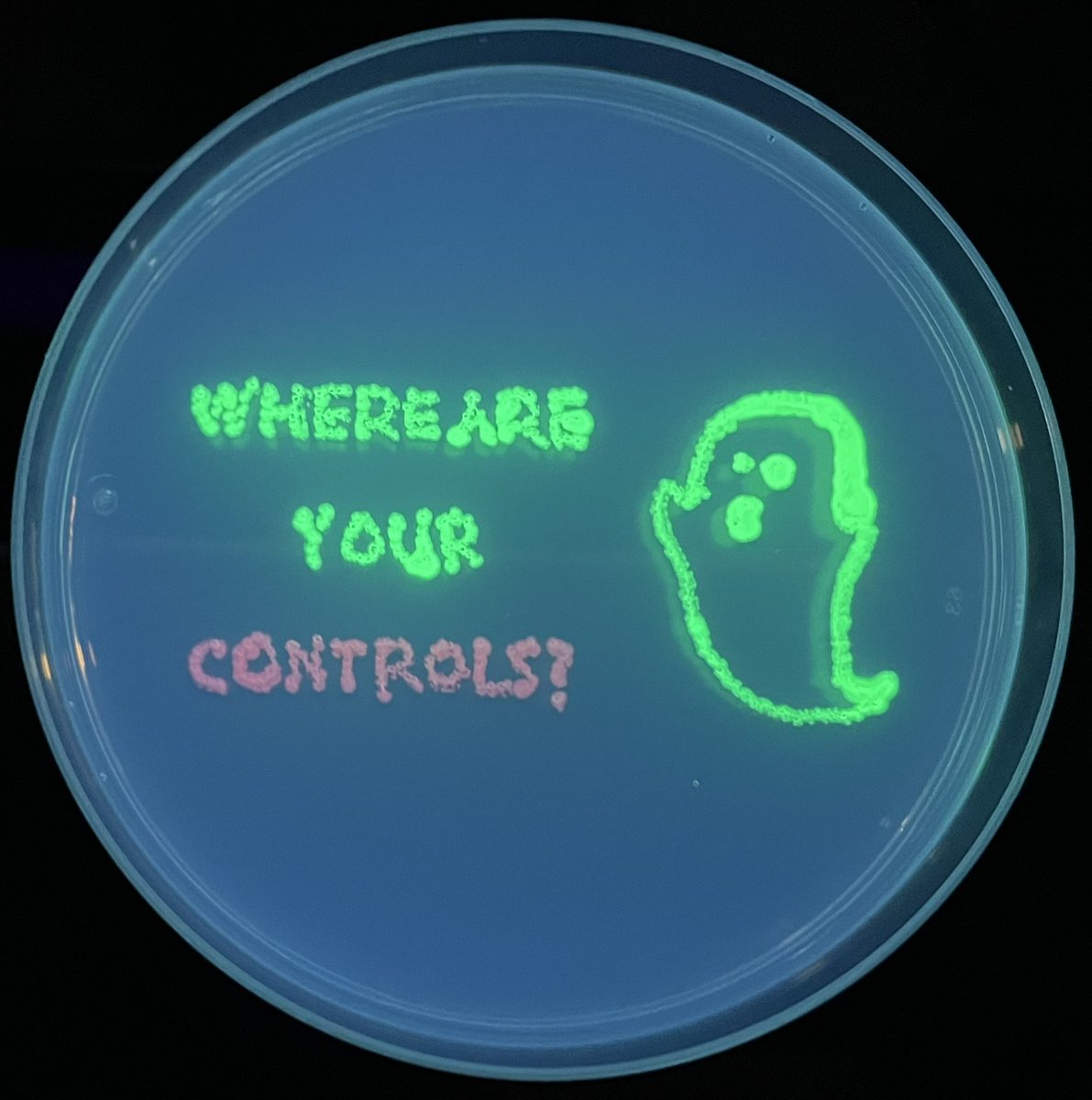 🎃👻 Spooky times in the lab! 👻🎃 Made some Halloween #AgarArt with ghostly reminders about controls! 👩🏻‍🔬#halloween2024 #Haunted #PetriDish