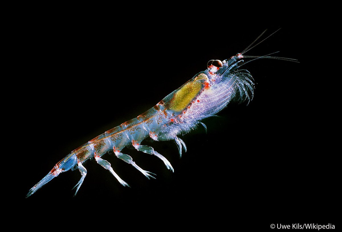 Science at the Natural History Museum (@nhm_science) on Twitter photo KRILLGUARD is a <a href="/NERCscience/">Natural Environment Research Council</a> funded project that uses genome sequencing of krill and comparisons with historic specimens at the Museum to investigate the impact of climate change on this keystone species. <a href="/matholomoo/">Matthew Clark</a> with <a href="/BAS_News/">British Antarctic Survey 🐧</a> and Uni of East Anglia
nhm.ac.uk/discover/news/… KRILLGUARD is a <a href="/NERCscience/">Natural Environment Research Council</a> funded project that uses genome sequencing of krill and comparisons with historic specimens at the Museum to investigate the impact of climate change on this keystone species. <a href="/matholomoo/">Matthew Clark</a> with <a href="/BAS_News/">British Antarctic Survey 🐧</a> and Uni of East Anglia
nhm.ac.uk/discover/news/…