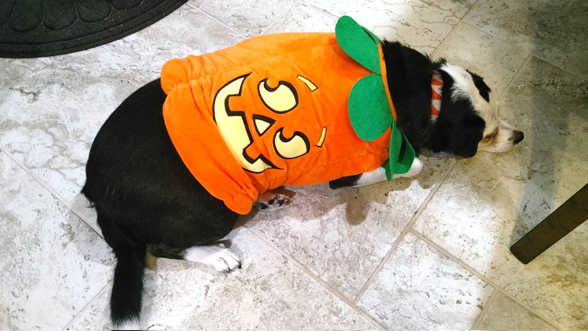 sigamigs tweet media