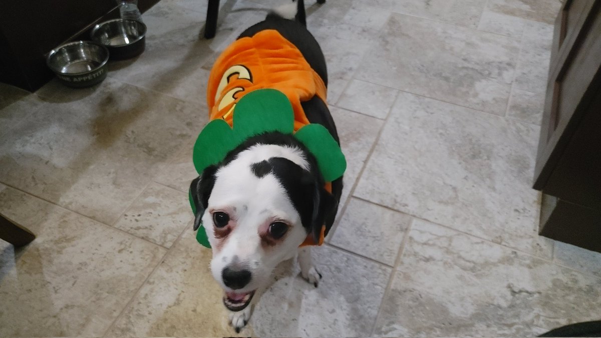 sigamigs tweet media