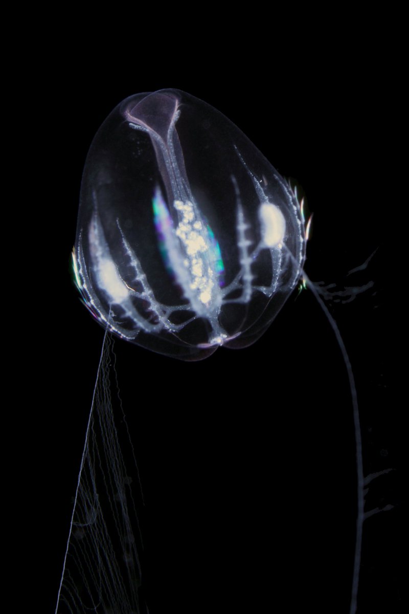 Joan J. Soto-Angel (@joanjsoto) on Twitter photo It's out🎉! Ecstatic to share that our paper on reverse development⌛⏳ in Mnemiopsis is now published in <a href="/PNASNews/">PNASNews</a>. Take a look: doi.org/10.1073/pnas.2… <a href="/Pawel_Burkhardt/">Pawel Burkhardt</a> <a href="/MSarsCentre/">Michael Sars Centre</a> <a href="/UiB_museet/">Universitetsmuseet</a> <a href="/UiB/">Universitetet i Bergen</a> It's out🎉! Ecstatic to share that our paper on reverse development⌛⏳ in Mnemiopsis is now published in <a href="/PNASNews/">PNASNews</a>. Take a look: doi.org/10.1073/pnas.2… <a href="/Pawel_Burkhardt/">Pawel Burkhardt</a> <a href="/MSarsCentre/">Michael Sars Centre</a> <a href="/UiB_museet/">Universitetsmuseet</a> <a href="/UiB/">Universitetet i Bergen</a>
