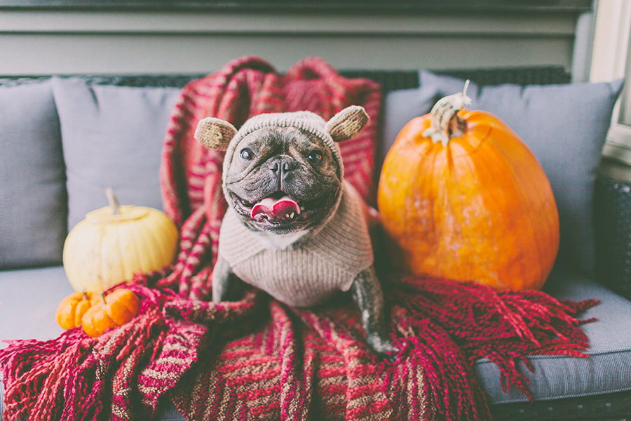 PetFoodNMore's tweet photo. Happy Hallowe'en from your friends at Pet Food 'N More https://t.co/NBu7jSprlI