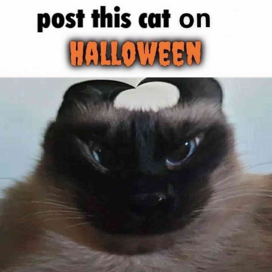 PhatcatVR's tweet image. 