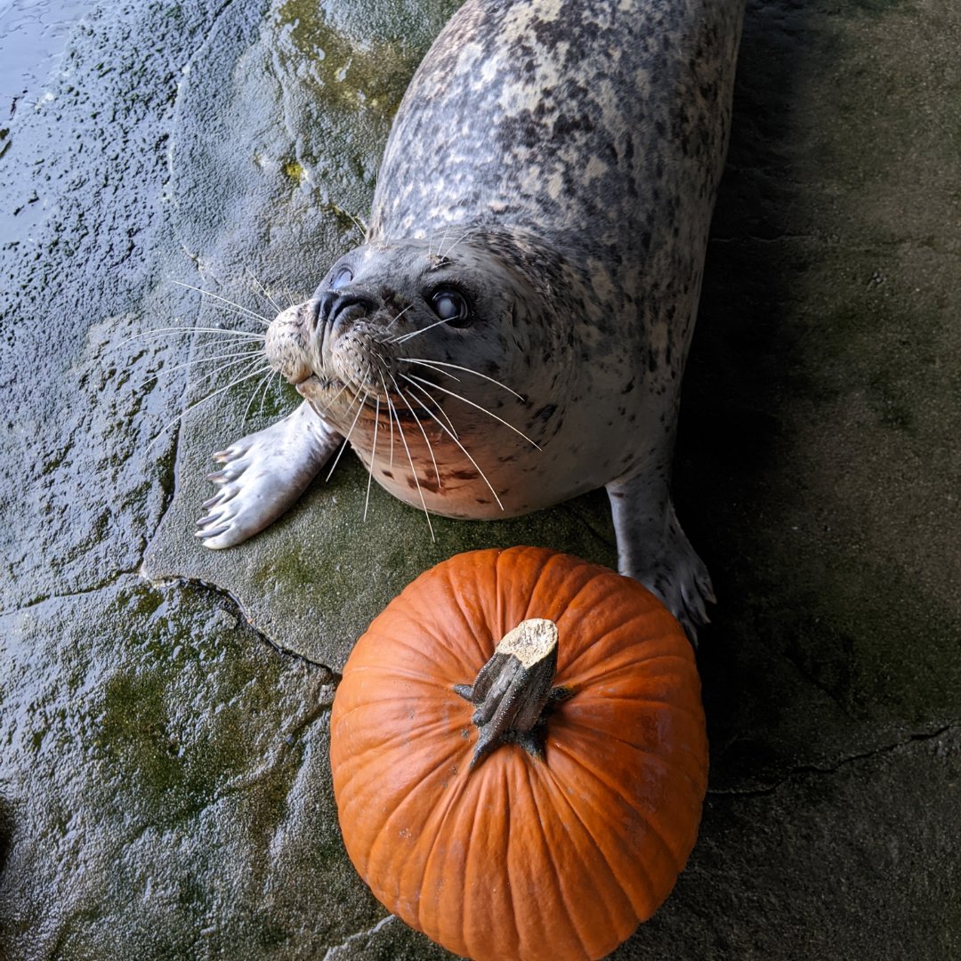 SeattleAquarium's tweet photo. Happy Halloween from har-BOO seals Barney, Casey and Hogan! 🦭🎃 https://t.co/m1q5L0FWKj