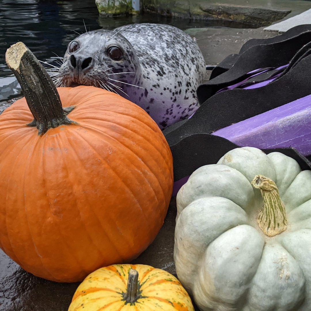 SeattleAquarium's tweet photo. Happy Halloween from har-BOO seals Barney, Casey and Hogan! 🦭🎃 https://t.co/m1q5L0FWKj