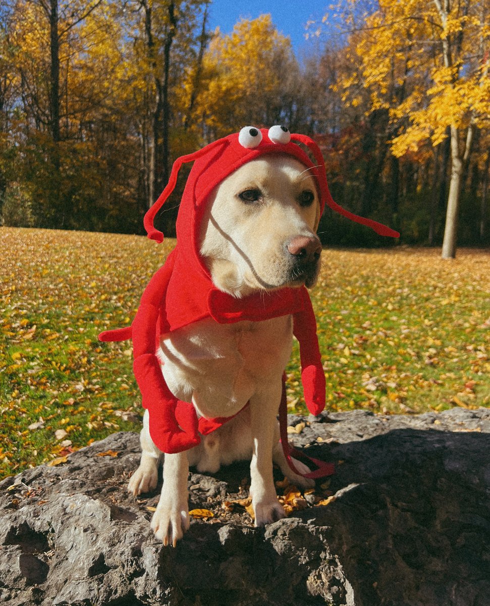 🎃 Too cute to spook! Happy Halloween from all of us at Clear Path for Veterans! A special shoutout to our canines-in-training, who are fully embracing the spooky spirit this year!  🐾🦁👻🧛🏼‍♂️🦞🧙🏻‍♀️

Share photos of your pups in their Halloween costumes in the comments below! 🎃🐾