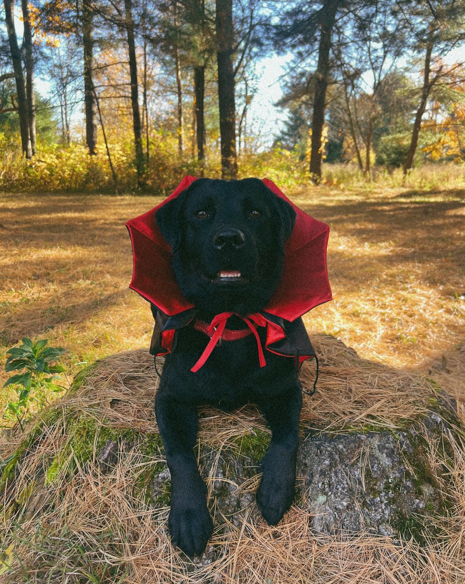 Clear Path for Veterans tweet media