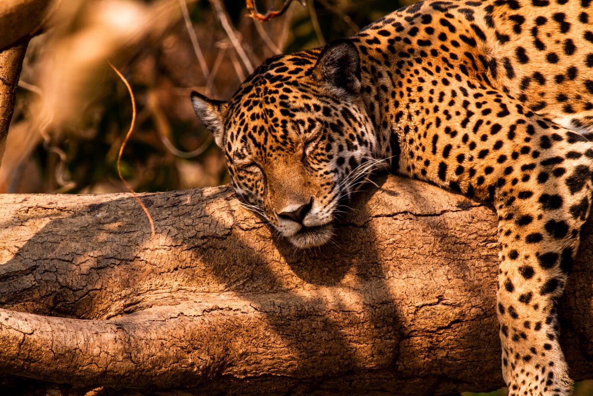 The world's largest wetland – home to tapirs, anteaters and the world's largest jaguar population – has lost an area seven times the size of Manhattan to cattle pastures in the past five years unearthed.greenpeace.org/2024/10/31/jbs…