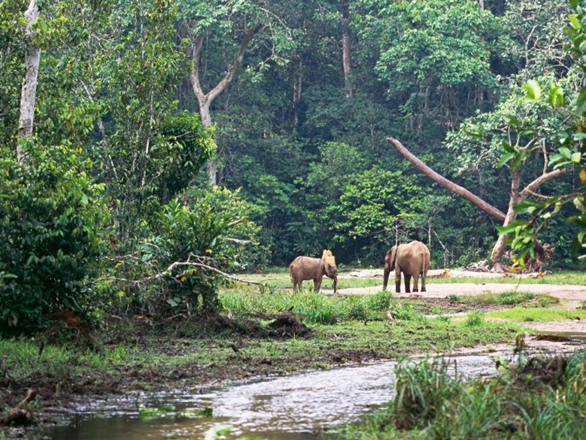 Biodiversité/COP16: le Gabon obtient des promesses de 36,2 milliards FCFA pour protéger ses forêts lenouveaugabon.com/fr/agro-bois/3…