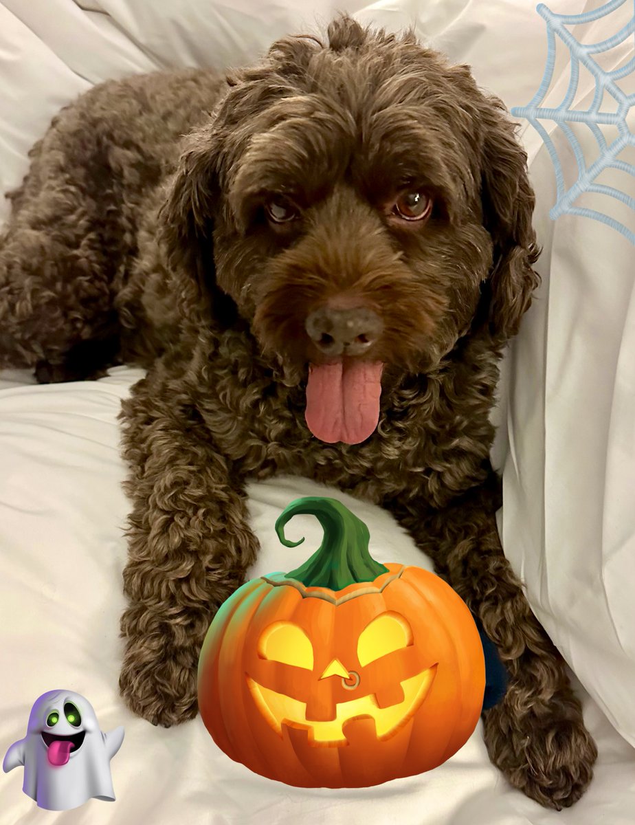 Happy howloeen pals 🎃 👻 🕷️ Have a spooktacular day! 🐾🐾
#halloween2024