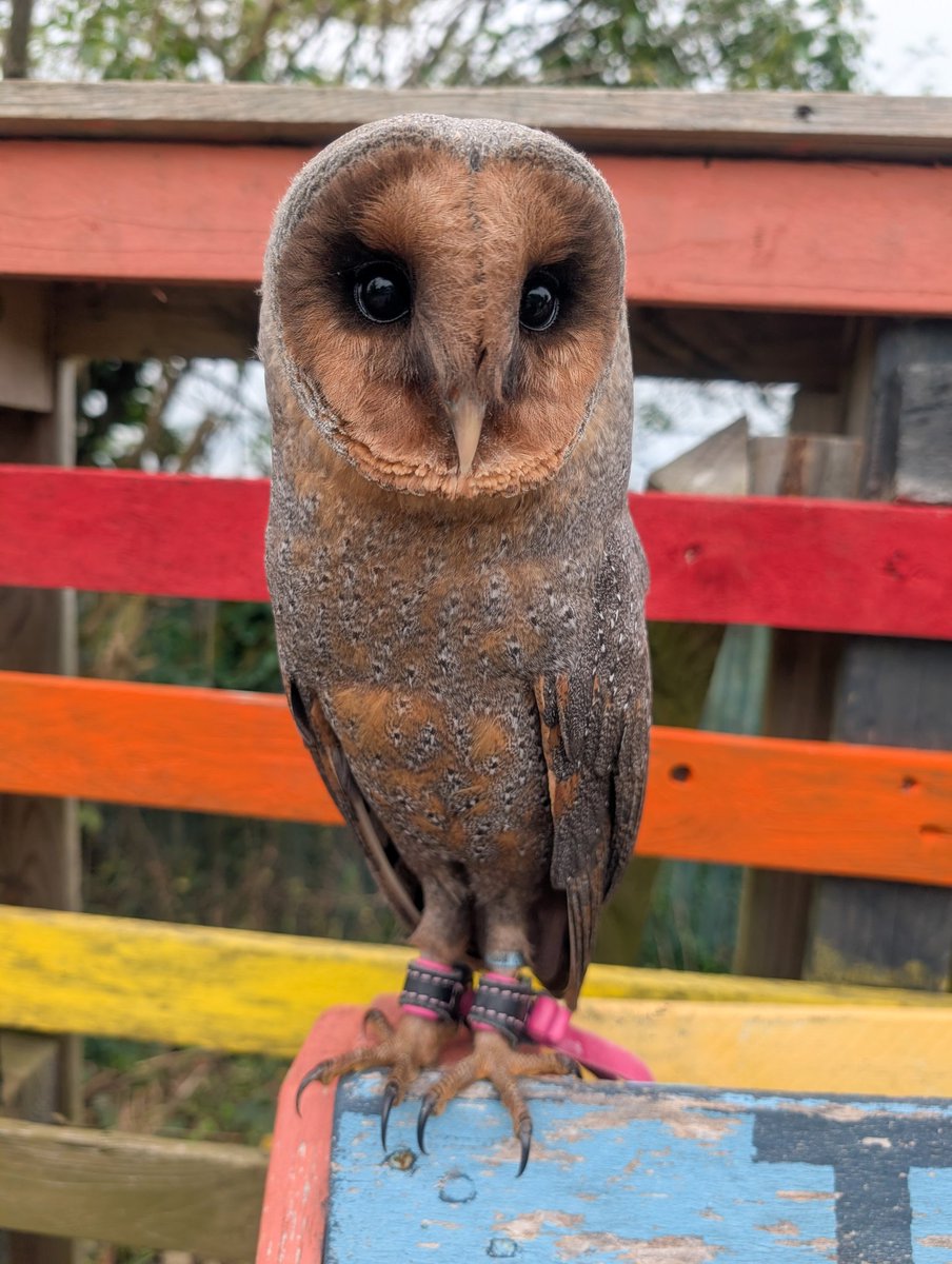 Happy OWL-O-WEEN from my beautiful little pumpkin Bell 🎃🦇🦉