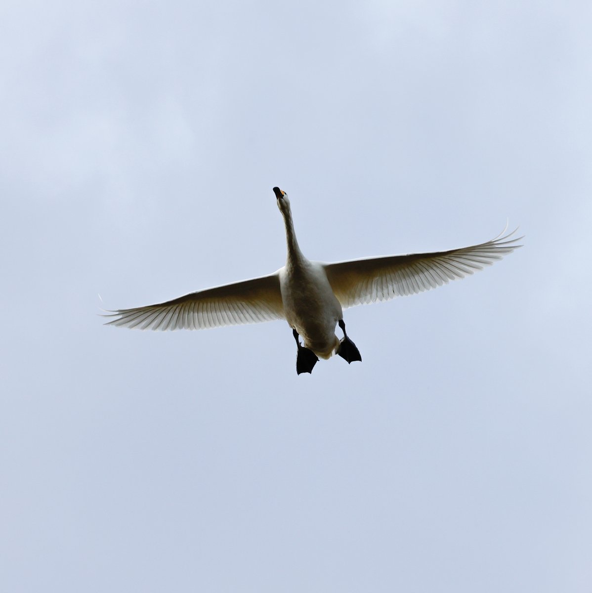 The Whoopers are back! I love seeing the Swans flying overhead, they are so big and noisy! Did you know they have a wingspan that is over 2 meters long 📷 but I guess they need it for their 1000km migration from Iceland each winter. 📷
#AutumnVibes