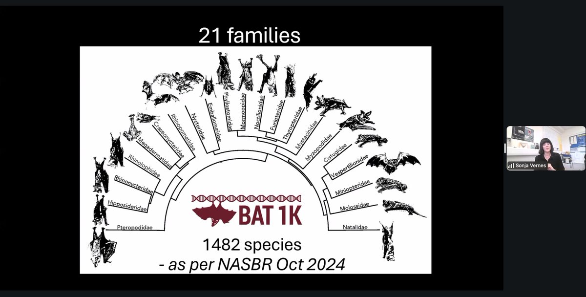 Earth BioGenome Project (@ebpgenome) on Twitter photo Happy Halloween🦇
<a href="/Sonja_Vernes/">Prof Sonja Vernes, Bat Boffin🦇🌈</a> from <a href="/genomeark/">Vertebrate Genomes Project (VGP)</a> discusses the progress of the <a href="/bat1kgenomes/">Bat1k Genome Project</a> LIVE at #BG24
Bats are the only mammals capable of flight. Bats are extraordinarily long-lived and are great at resisting diseases (especially viral diseases.) Happy Halloween🦇
<a href="/Sonja_Vernes/">Prof Sonja Vernes, Bat Boffin🦇🌈</a> from <a href="/genomeark/">Vertebrate Genomes Project (VGP)</a> discusses the progress of the <a href="/bat1kgenomes/">Bat1k Genome Project</a> LIVE at #BG24
Bats are the only mammals capable of flight. Bats are extraordinarily long-lived and are great at resisting diseases (especially viral diseases.)