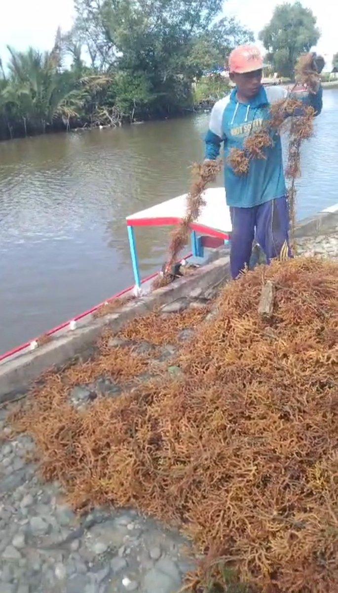 hasrlana80's tweet photo. Jum'at(25/10), Hasriana,Luhkan Kab.Luwu, Melaporkan Hasil Panen Parsial Bibit Rumput Laut E. cottonii di Anggota Pokdakan Permata Katonik, Desa Tirowali kecamatan Ponrang, kurang lebih 750 Kg(Basah) harga jual Rp.3500/kg
#GiatLuhkanSatminkalMaros
#luhlapor
@BRPBAP3_Maros
@bppsdm https://t.co/2yInkeugio