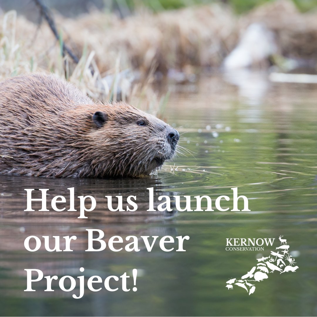 PLEASE SHARE!

Our Beaver Project Crowdfunder has launched!

Please donate if you can, and/or share with as many people as possible!

Donations up to £250  matched by the @aviva Community Fund!
 
For full details visit:
avivacommunityfund.co.uk/p/kernow-con