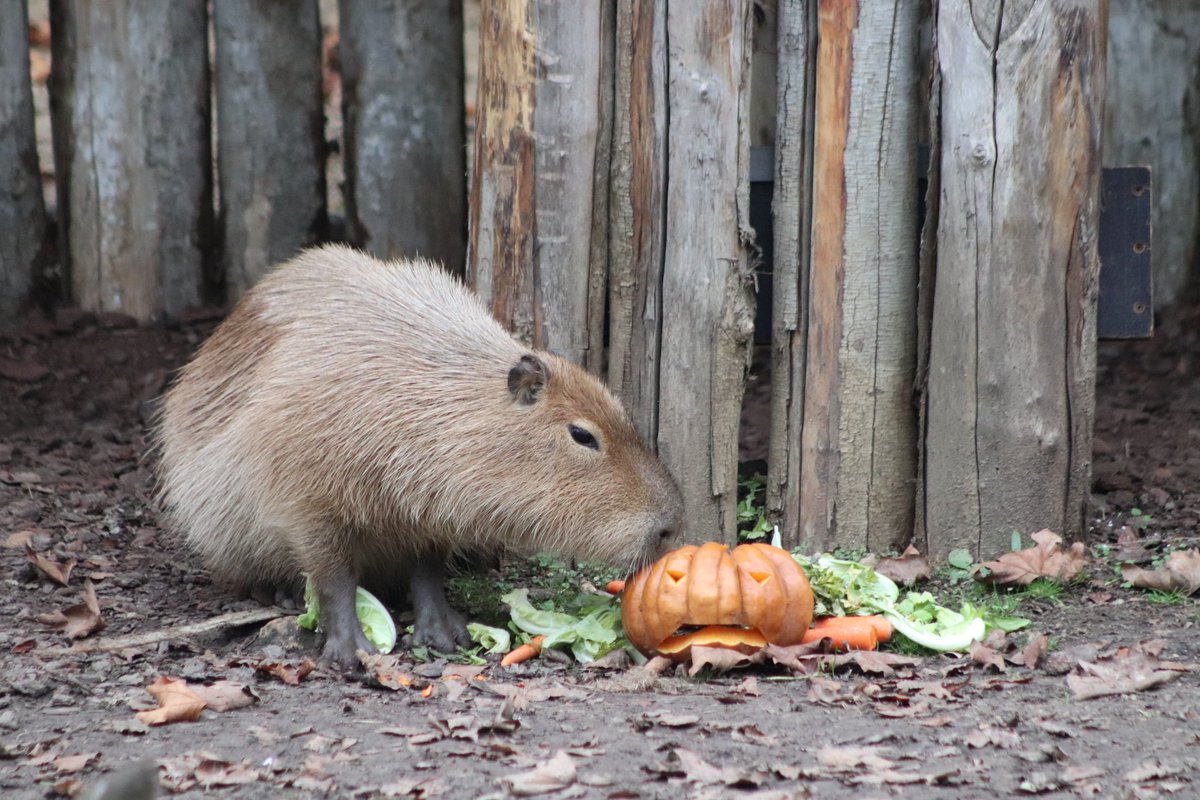 de PEYROLLE tweet media
