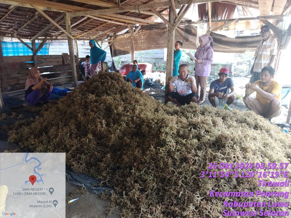 hasrlana80's tweet photo. Sabtu (26/10), Hasriana,Luhkan Kab.Luwu, Melaporkan Hasil Panen Parsial Bibit Rumput Laut E. cottonii di Pokdakan  Katonik Berkah, Desa Tirowali kecamatan Ponrang, kurang lebih 500 Kg(Basah) harga jual Rp.3000/kg
#GiatLuhkanSatminkalMaros
#luhlapor
@BRPBAP3_Maros
@bppsdm_kp https://t.co/BSSNiCAvBU
