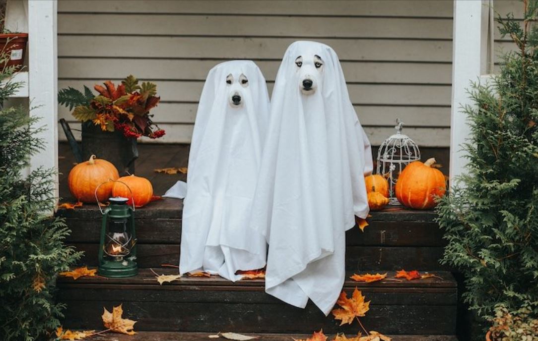 Show us your costumes! scmdfwair.com