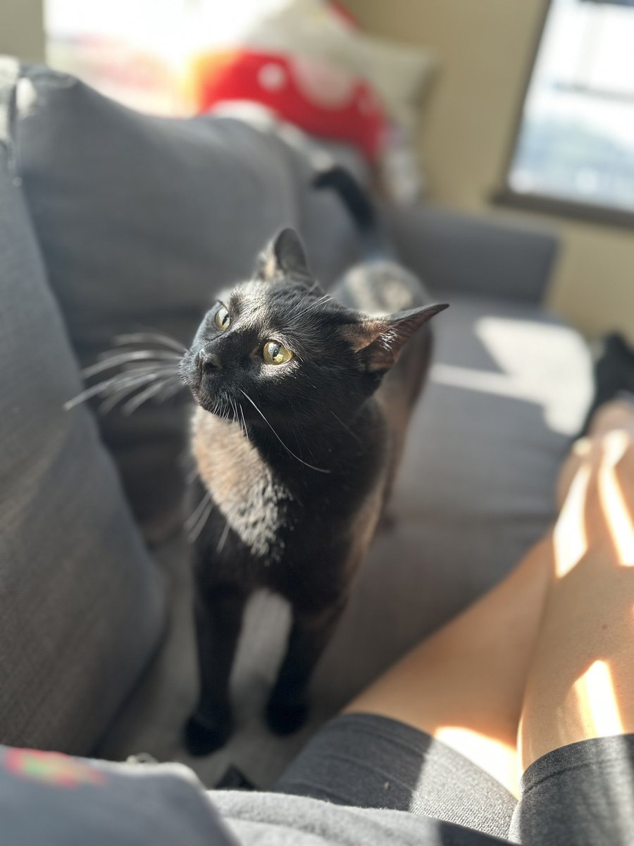 annmxrie's tweet photo. 2 years since i let this boy walk through my door and claim a home😂 happy gotcha day Binx 🎃👻 https://t.co/33hgSdcmRj