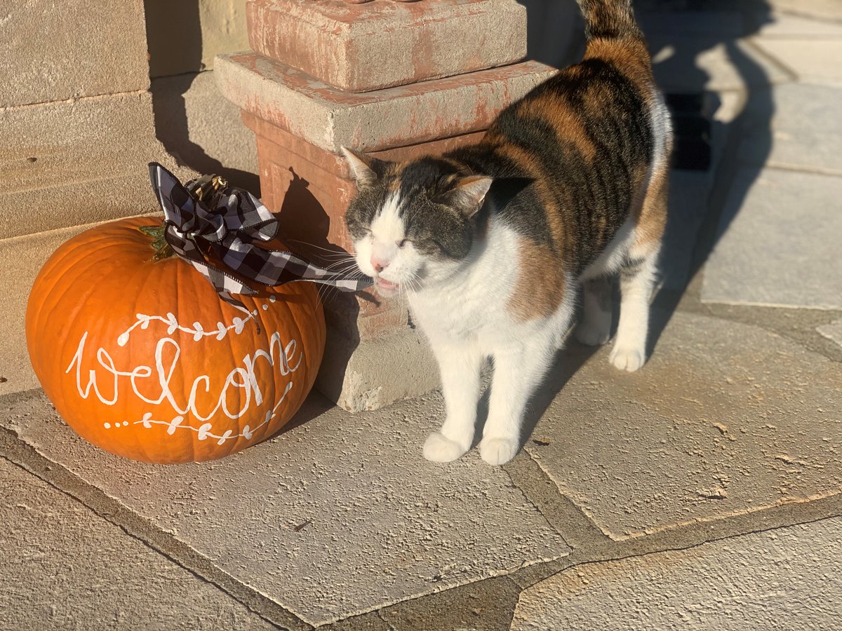 I'm having a spook-tacular Halloween. Just remember Kansans, the biggest jump scare this year? Not voting. 👻