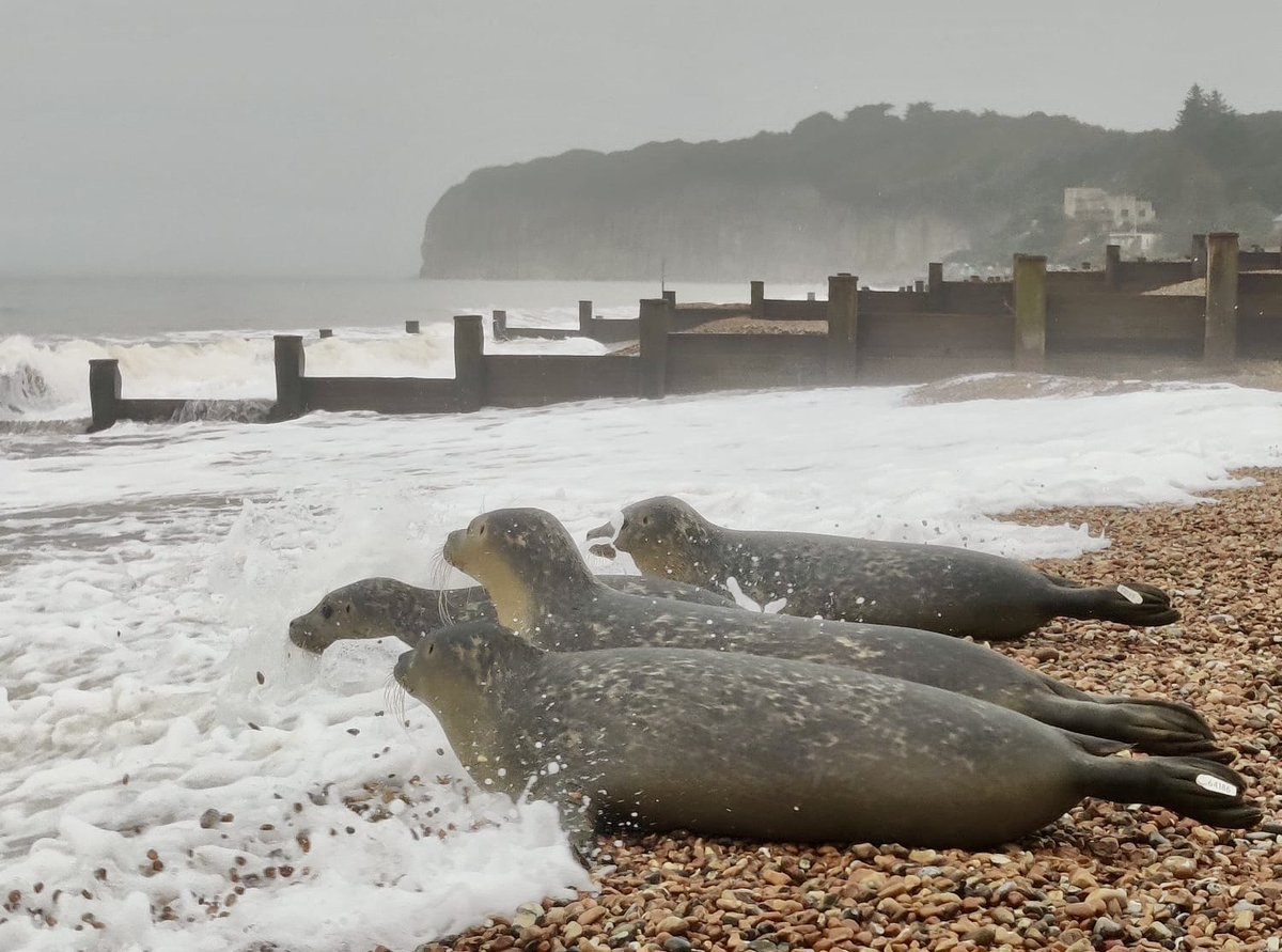 #HastingsBattleaxe has not had a great week. MIssed the seal release from #Mallydams because of bad back, the clocks went back, had Covid jab... hastingsbattleaxe.com/2024/10/not-a-…
