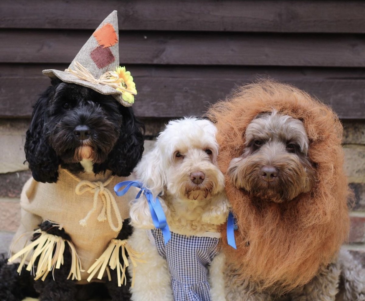 JoffeBooks's tweet image. We need a creative cover designer who loves dogs and donuts (but fine if you prefer sushi and cats!)
COVER DESIGNER, 12-MONTH CONTRACT (MATERNITY COVER) #jobs #publishing #coverdesigner
joffebooks.com/careers