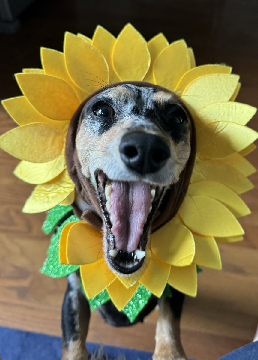 Miss Freckles says Happy Hallowiener 🐾(She hates me right now)🎃🤣🌻🌞Enjoy your shows in Vegas 🎶🎤<a href="/tearsforfears/">Tears for Fears</a> <a href="/PapaSFans/">TFFTravelFanTeam</a> <a href="/curtsmith/">Curt Smith🖕🏼</a>