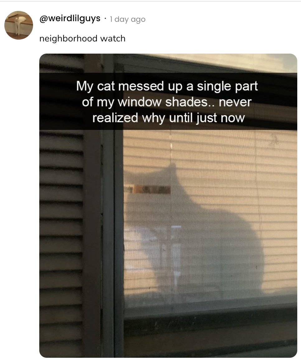 GeorgeTakei's tweet photo. The purr-fect view! https://t.co/SVU7A1qurD