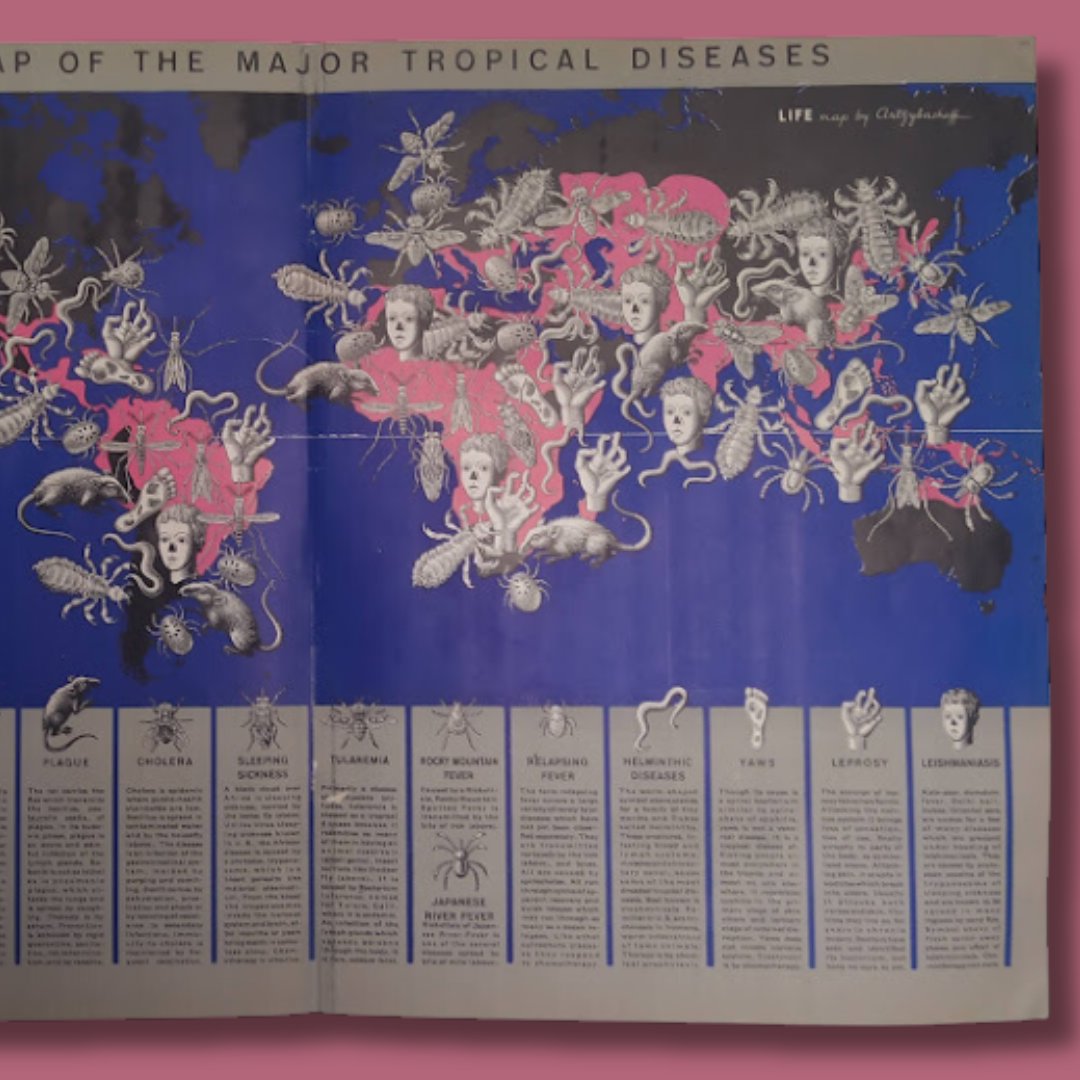mapmapnmap's tweet image. 🎃 In the 1940s, the famous illustrator Boris Artsybasheff crafted a map of tropical nightmares! A world where terrifying creatures come to life: bloodthirsty tsetse flies, vicious ticks, and nightmare-inducing worms ready to strike
50x35 cm

Want to know more? Send me a message!