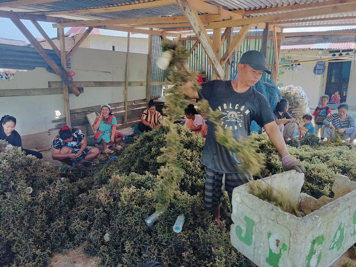 hasrlana80's tweet photo. Sabtu (26/10), Hasriana,Luhkan Kab.Luwu, Melaporkan Hasil Panen Parsial Bibit Rumput Laut E. cottonii di Pokdakan Sumber Laut, Desa Tirowali kecamatan Ponrang, kurang lebih 650 Kg(Basah) harga jual Rp.3000/kg
#GiatLuhkanSatminkalMaros
#luhlapor
@BRPBAP3_Maros
@bppsdm_kp https://t.co/WnjnxXedFj