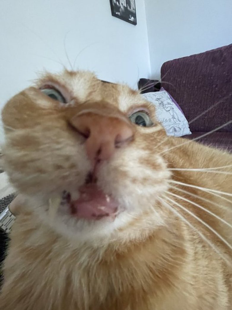 CatsHeld's tweet photo. https://t.co/AHbJbNsVZy