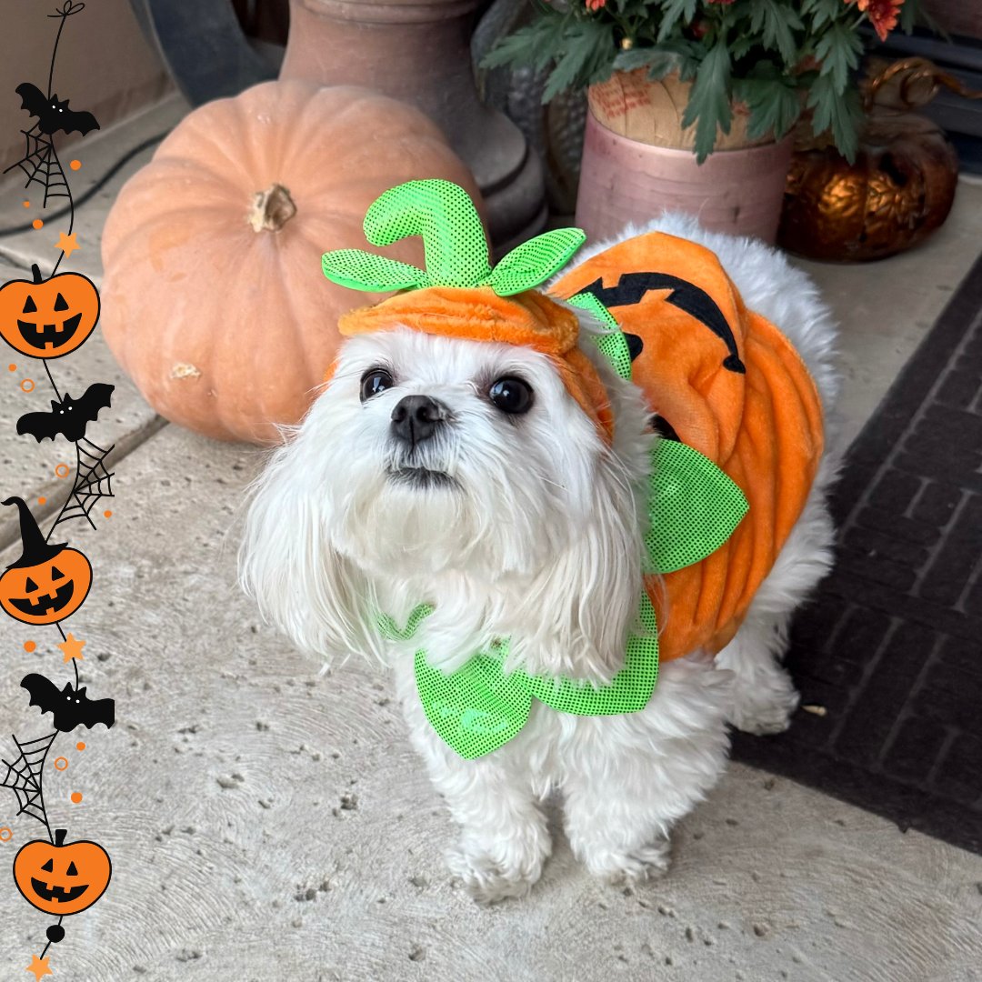 Happy Halloween from Mia 🎃   

What costumes are your pets rocking today? Share your creative ideas in the comments - I can’t wait to see them!