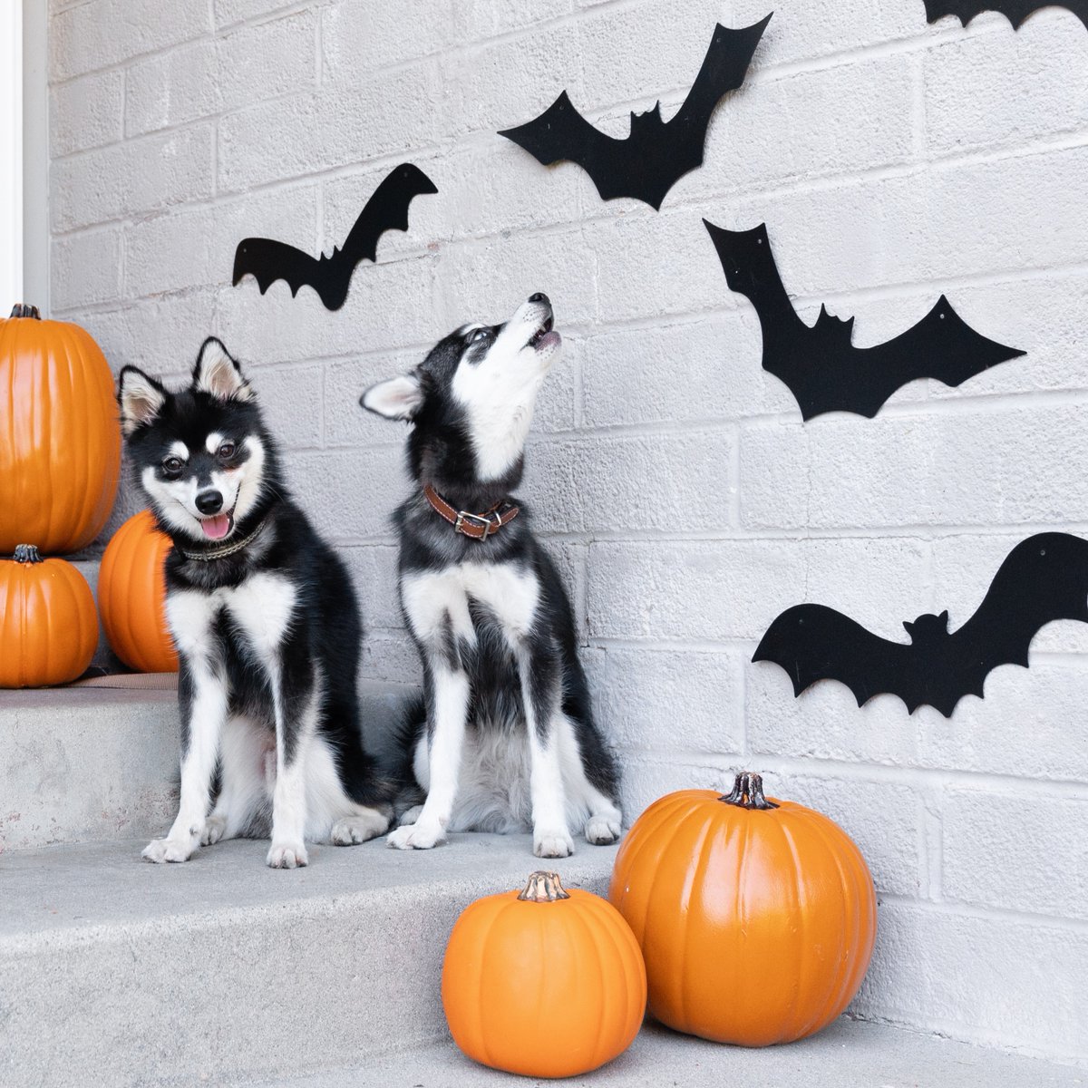 Gourdness gracious, it's Paw-llooween! We hope you have a safe &amp; fa-boo-lous time collecting treats &amp; stalking the streets with your werewolf pack.
Season's Screamings, fur-iends!

bit.ly/4eagIGL