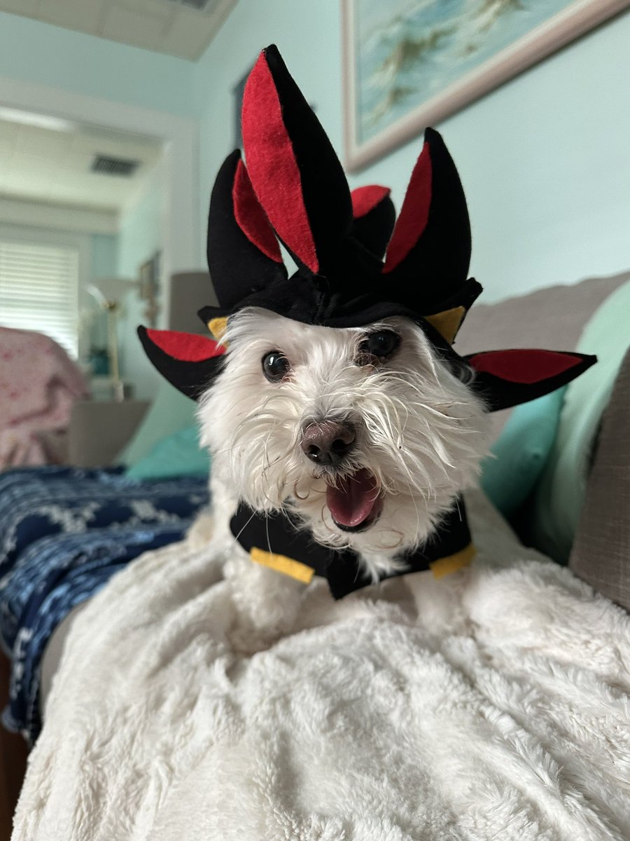 MattyIceFalco's tweet photo. Happy Halloween from Bella cosplaying as Shadow The Hedgehog. She truly is The Ultimate Life Form.
#SonicSymphony #Sonic #Shadow #SonicMovie3 https://t.co/eCTJcvFTYD