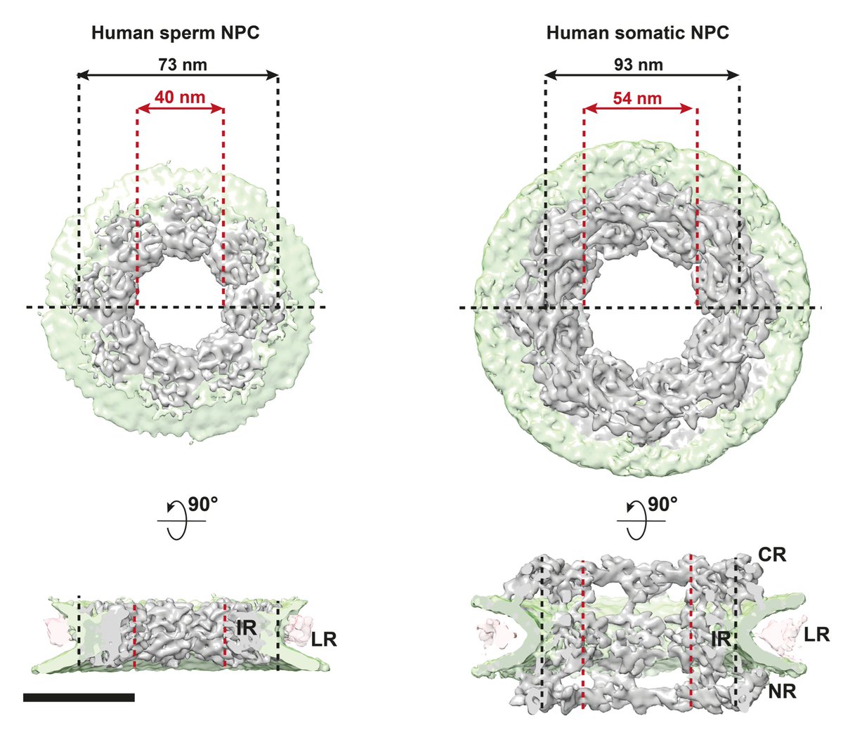 Matteo Allegretti (@matteoall) on Twitter photo Ever wondered if nuclear pore architecture and function changes during germ cell differentiation? In human spermatogenesis it does, and radically!!
Check out our first lab preprint <a href="/AliaCSantos/">Ália dos Santos</a> et al! biorxiv.org/content/10.110…
<a href="/PiotrKolata1/">Piotr Kolata</a> <a href="/AlisterBurt/">Alister Burt</a> <a href="/TDendooven/">TomDendooven</a> @MRC_LMB Ever wondered if nuclear pore architecture and function changes during germ cell differentiation? In human spermatogenesis it does, and radically!!
Check out our first lab preprint <a href="/AliaCSantos/">Ália dos Santos</a> et al! biorxiv.org/content/10.110…
<a href="/PiotrKolata1/">Piotr Kolata</a> <a href="/AlisterBurt/">Alister Burt</a> <a href="/TDendooven/">TomDendooven</a> @MRC_LMB