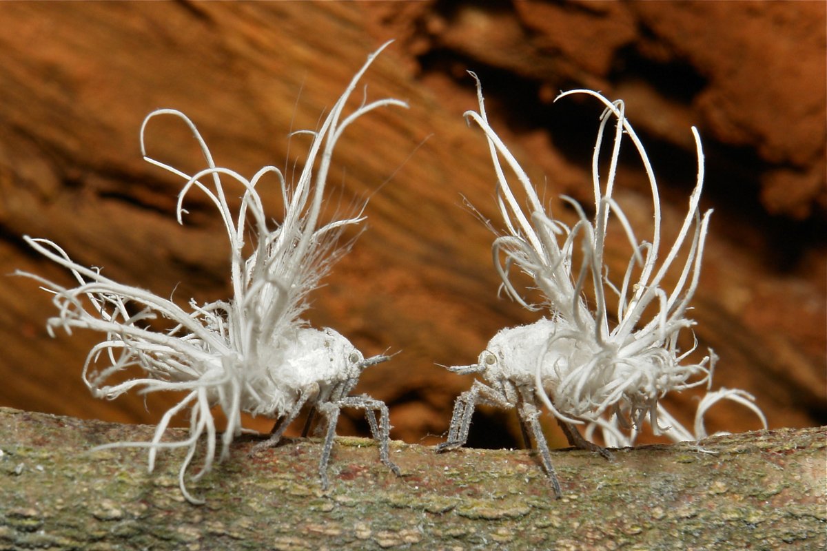 John Horstman tweet media