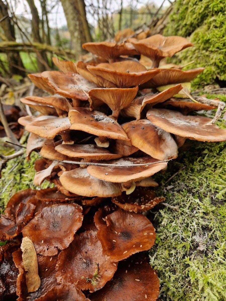 Abbey_Retreat's tweet photo. A week of fungi, perfect conditions for them at the moment, #burystedmunds #lavenham #holidaycottage #holiday #staycation #hottub #thatched #countryliving #suffolk #holidaywithkids https://t.co/6W4mei2b3Q