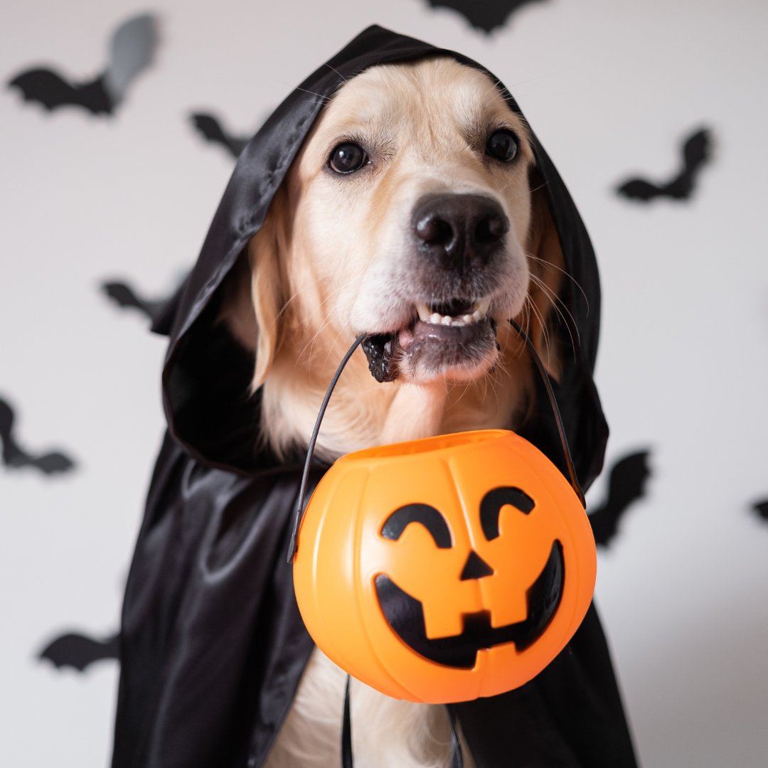 🎃🐾 Happy Halloween from Canine Country Club &amp; Feline Inn! 🐾🎃