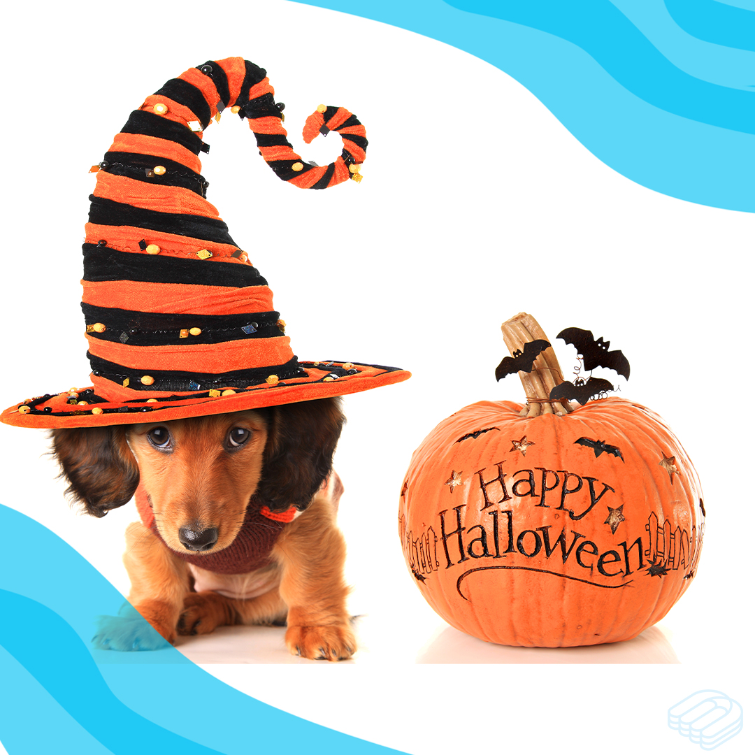 blendable_ca's tweet image. Happy HowlWeen - see what we did there?

Hope you have a spooky day! If you need a costume idea, maybe dress up as a renewal with a premium increase! 

Nothing spookier than that!

#halloween #howlween #halloween2024