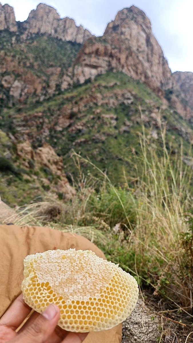 mksalsaadi's tweet photo. مبادرة *حصر  نحالي محافظة الطائف ومعرفة طرق  تربية النحل وأبرز منتجات المحافظة* من قبل لجنة البيئة والمياه والزراعة بغرفة الطائف @taifcci
صاحب المبادرة محمد خضر السعدي@mksalsaadi   
رابط المبادرة👇
https://t.co/VyE6UHhbtG

هذه المبادرة تخدم النحالين في محافظة الطائف@gov_taif من خلال حصرهم وسهولة الوصول إليهم مما يسهل ايصال متطلباتهم وابراز مافي المحافظة من تراث نحلي سواء مقاري نحل أو أدوات نحل أو  آصالة منحل وتعتبر هذه قاعدة بيانات رسمية يبنى عليه ومن خلالها فرصة لأصحاب المقاري النائية توثيقها في قاعدة البيانات هذه
@AlkadiHani  
@agri_ext 
@FAOSaudiArabia 
@MatabiMark 
@cscs_sa
@AlfadleyA
@SaudiVision2030
@ReefSaudi
@MEWA_KSA
@bees0229