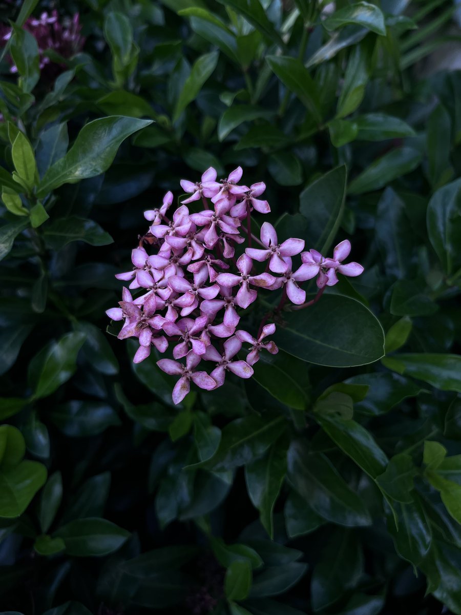 dennature23's tweet photo. #flower https://t.co/KaHpziZGYQ