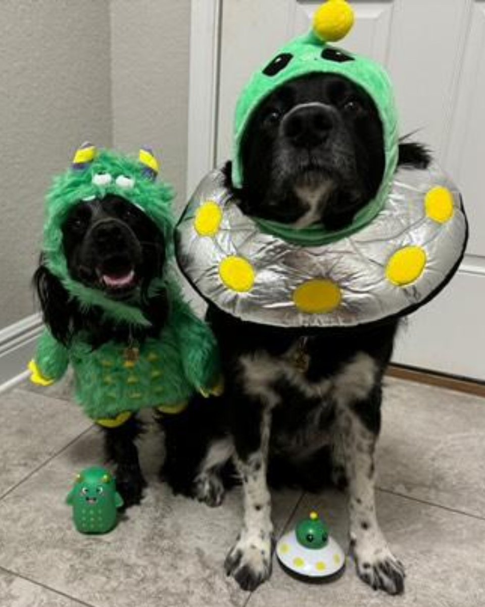 DogsonDeploymnt's tweet photo. ๐ Happy Howl-o-ween from Daisy, our 2024 American Hero Pet of the Year & Mascot, and her brother Grouse! ๐พ
#HappyHalloween #DogsonDeployment #Halloween #Monster #Alien #PetCostume #MilitaryPets #Daisy #AmericanHeroPetOfTheYear #DoDMascot https://t.co/dGktfwuatI