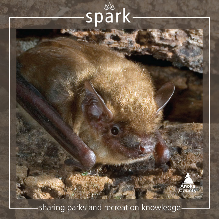 There are eight bat species that call Minnesota home with the most common being the big brown bat. Worldwide, there are 1,400 species of bats!

🦇 Have a bat-tastic Halloween! 
#anokacountyparks #batweek