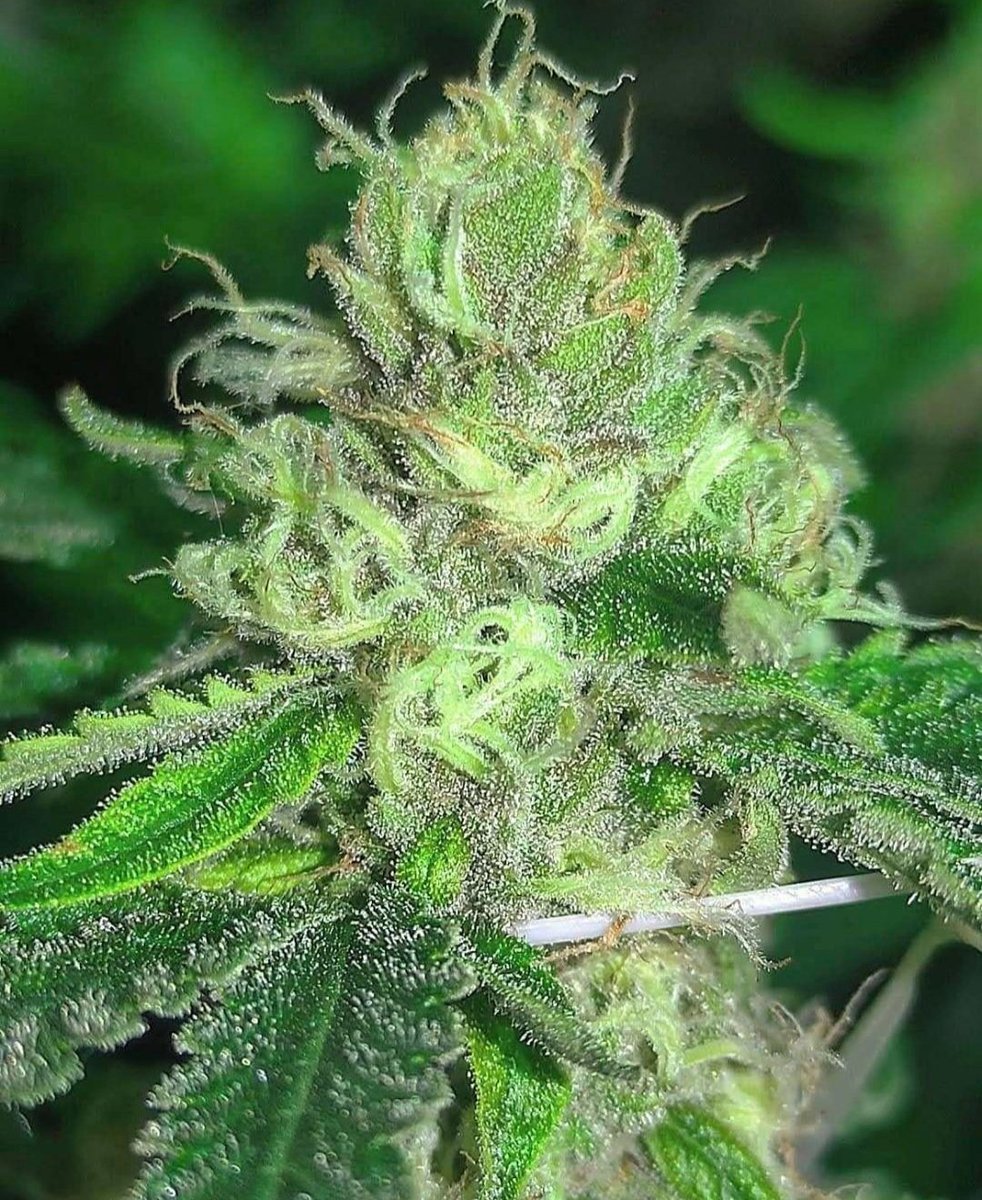 🎃✨ ¡Feliz Halloween, amantes del cannabis! ¡Presentamos a nuestro campeón de la noche: PureSkunkGoFast! Con su efecto potente y rápido, es perfecto para disfrutar mientras compartes historias de miedo y saboreas dulces
<a href="/Kannabia_Samen/">Kannabia_Samen</a>. 
 #Halloween2024 #PureSkunkGoFast #Cannabi