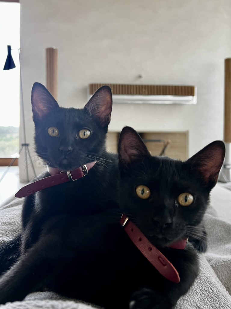 Charlotte de Witte tweet media